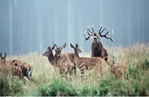 Roaring: RED DEER - roaring / calling during rut