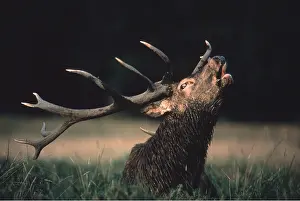 Rutting: RED DEER - roaring during rut