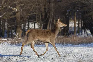 200318: Red Deer - running female in snow - Germany