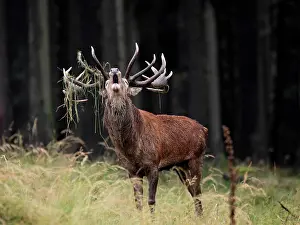 Belling: Red Deer - in rut - buck belling