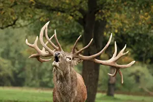 Belling: Red Deer - in rut - buck belling
