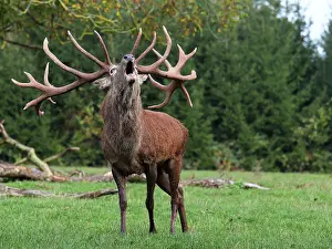 Belling: Red Deer - in rut - buck belling
