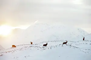 Roy Glen: Red Deer in snowy mountains at sunset Glen Etive, Scotland