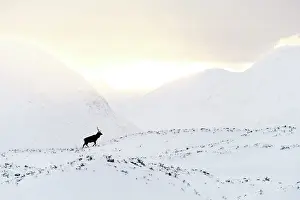 Roy Glen: Red Deer in snowy mountains at sunset Glen Etive, Scotland