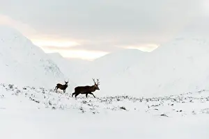 Roy Glen: Red Deer in snowy mountains at sunset Glen Etive, Scotland