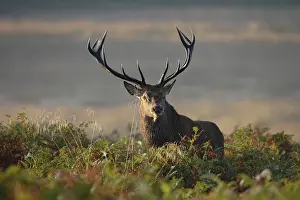 Bucks: Red Deer - stag