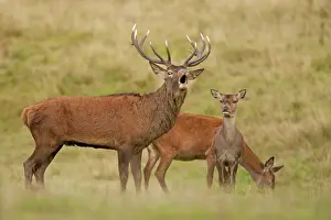 Hinds: Red Deer stag bellowing with hinds in background Autumn
