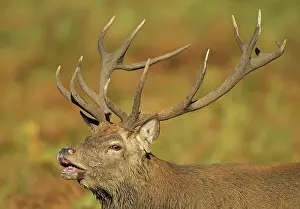 Releasing: Red Deer Stag bellowing and releasing saliva from