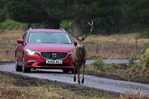 230820: Red Deer - stag next to a car - Scotland, Great