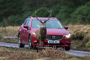 230820: Red Deer - stag next to a car - Scotland, Great