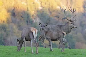 Shade: A red deer stag (Cervus elaphus)