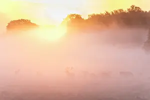 Elaphus: Red Deer - stag an deers in rut in morning fog - Denmark