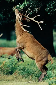 Acorns: Red Deer - Stag eating leaves and Acorns