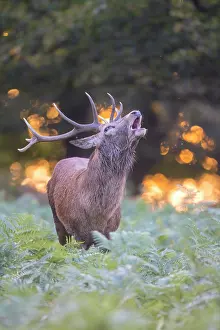 Call: Red Deer Stag evening