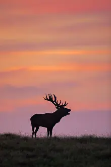 070322: Red Deer - stag in evening light - Denmark