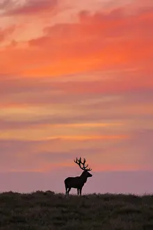 070322: Red Deer - stag in evening light - Denmark