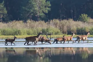 190122: Red Deer - stag and females crossing a pond - Germany