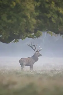 Danmark: Red Deer stag fog