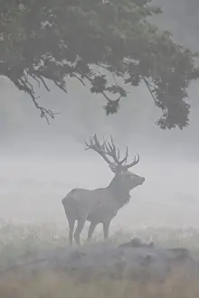 Danmark: Red Deer stag fog
