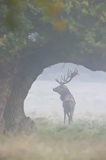 Danmark: Red Deer stag fog