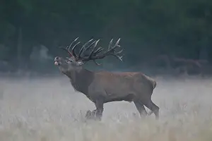 Bellowing: Red Deer stag fog Red Deer stag in morning mist Denmark
