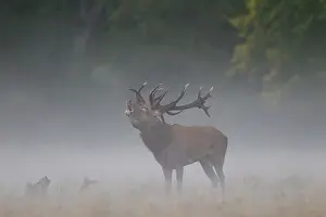 Bellowing: Red Deer stag fog Red Deer stag in morning mist Denmark