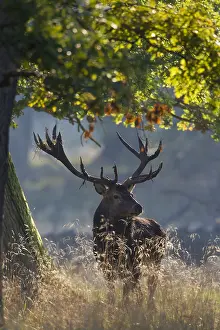 280917: Red Deer - stag in forest - Denmark