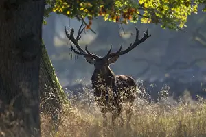 280917: Red Deer - stag in forest - Denmark