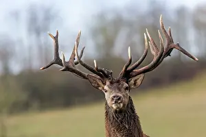 Saone: Red Deer - stag. Haute Saone, France