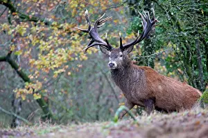Saone: Red Deer - stag. Haute Saone, France