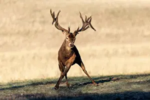 Saone: Red Deer - stag. Haute Saone, France