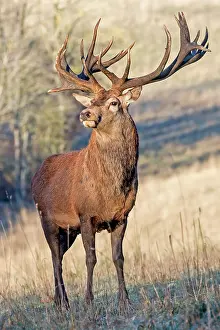 Saone: Red Deer - stag. Haute Saone, France