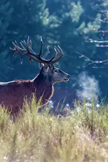 Saone: Red Deer - stag. Haute Saone, France