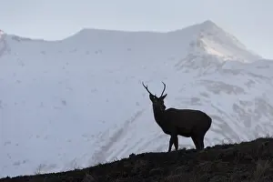 060418: Red Deer - stag in the Highlands - Scotland