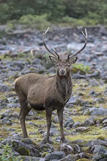 121119: Red Deer - stag in the Highlands - Scotland, Great