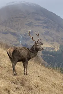 121119: Red Deer - stag in the Highlands - Scotland, Great