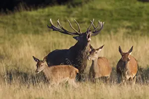 Hinds: Red Deer - stag and hind in rut - Denmark