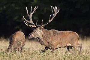 Sticking: Red Deer - stag and hind in rut - Denmark