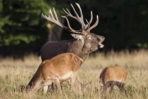 051118: Red Deer - stag and hind in rut - Denmark
