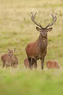 Hinds: Red Deer stag with hinds in background Autumn