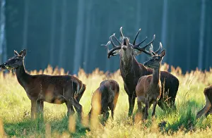 Hinds: Red DEER - stag and hinds, in field
