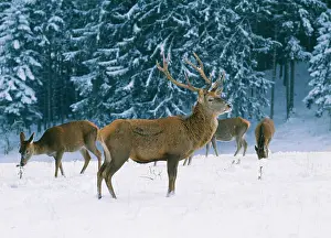 Hinds: Red DEER - Stag with hinds in snow