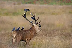 Jackdaws: Red Deer - stag with jackdaws searching fur for ticks