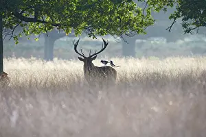 Silhouettes: Red Deer - stag with magpies on back searching fur for ticks