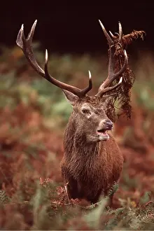 Bucks: RED DEER stag (male) - bracken in antlers during rut