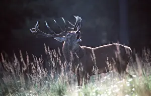 Roaring: RED DEER - stag / male roaring