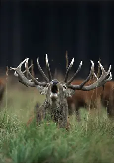 Vocalising: RED DEER - stag / male roaring during rut