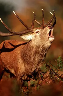Vocalising: RED DEER - stag / male roaring in rut
