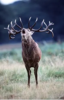 Bucks: RED DEER - stag / male roaring in rut