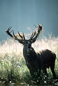 Roaring: RED DEER - stag / male roaring during rut